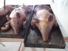 114-2012-09-29-nucleo-assef-guarapuava-4-fevama-113